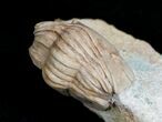 Enrolled Niobella Lindstroemi Trilobite - Rare #6458-2